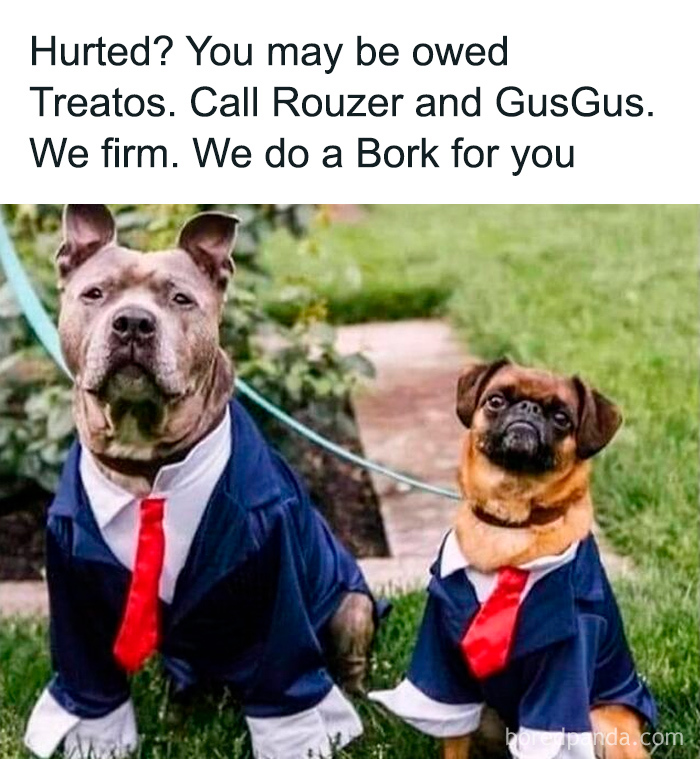 Two dogs dressed in suits and red ties posing on grass in a funny and relatable dog owners meme about treat compensation.