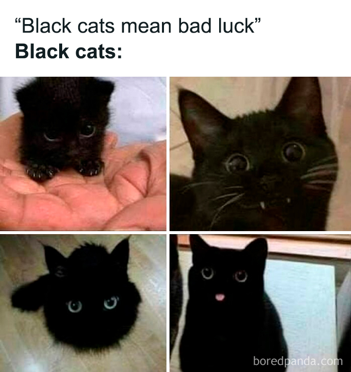 Four photos of adorable black cats with big eyes, featured in hilarious and relatable memes for horror and Halloween fans.