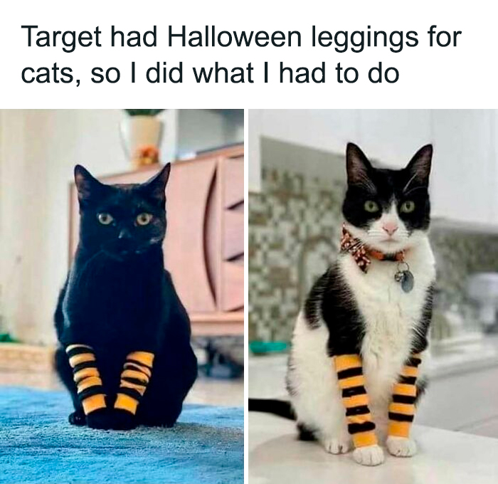 Two cats wearing Halloween-themed striped leggings, showcasing funny and relatable costumes for horror and Halloween fans.