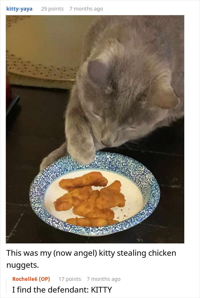 Gray cat reaching for chicken nuggets on a plate, illustrating a woman refusing to share her chicken sandwich with her cat.