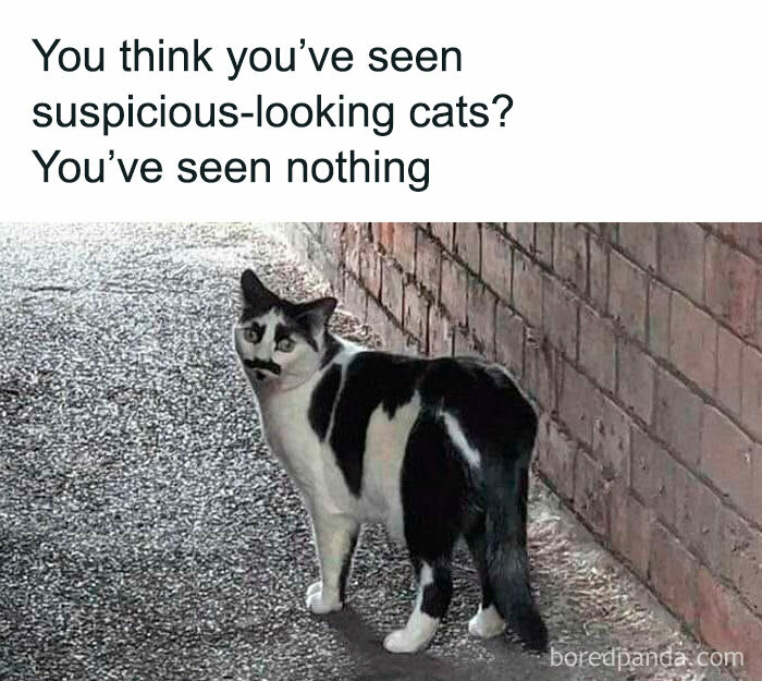 Cat with black and white markings resembling a mustache, looking suspicious in an alley, cute and funny cat meme.