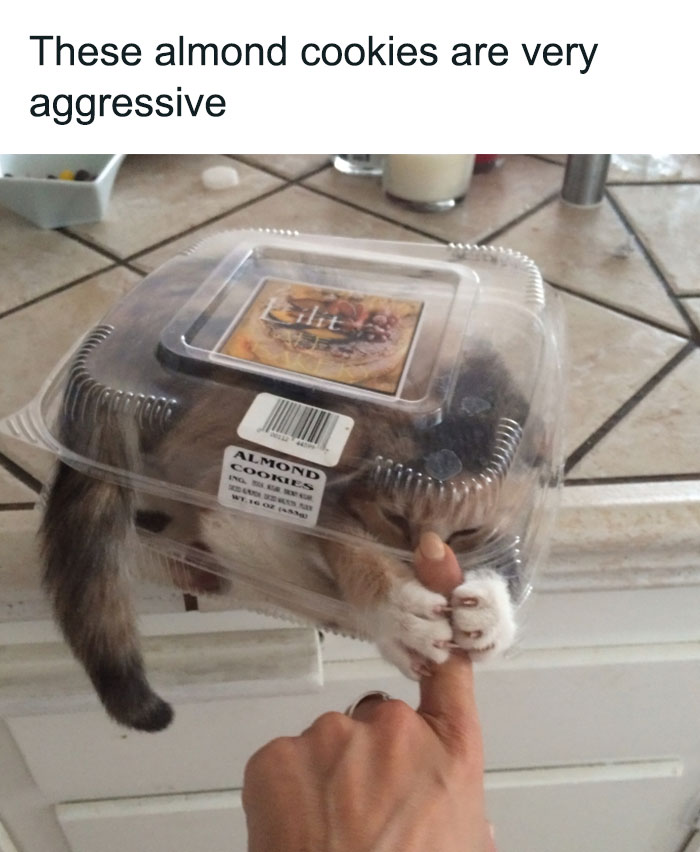 Cat trapped inside a cookie container playfully grabbing a person's finger, showcasing funny aggressive cat behavior meme.