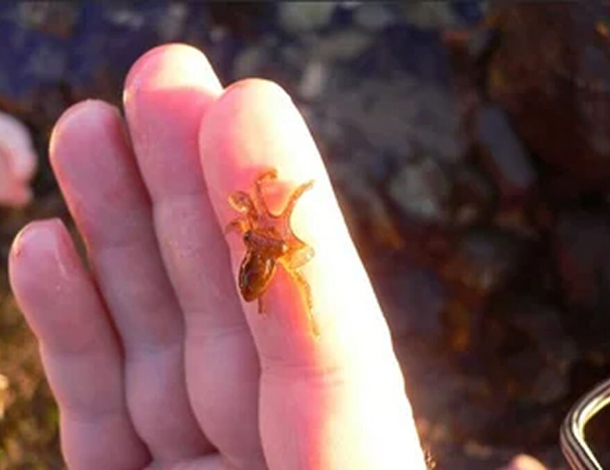 Tiny sea creature resting on a person's finger illustrating some of the smallest animals in the world competing for size.