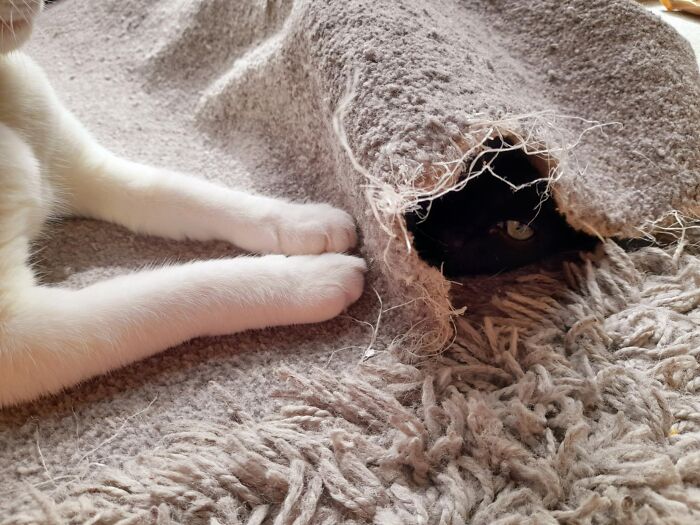 Marley (Void) Loves His Therapy Rug