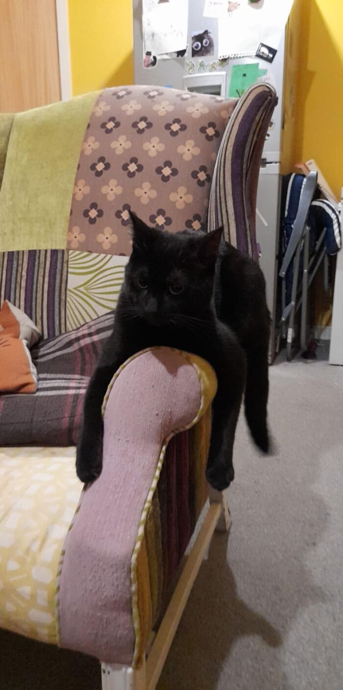 Marley, 3yrs. Loves To Dangle His Arms