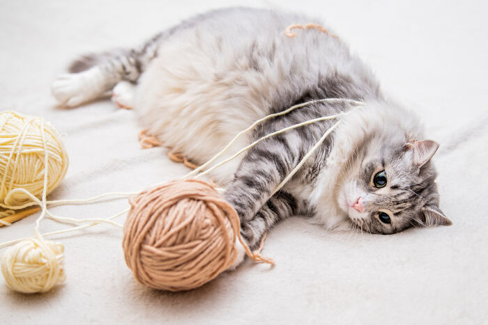 Fluffy cat lying entangled in yarn, showing the most destructive thing cat ever done with scattered threads around.