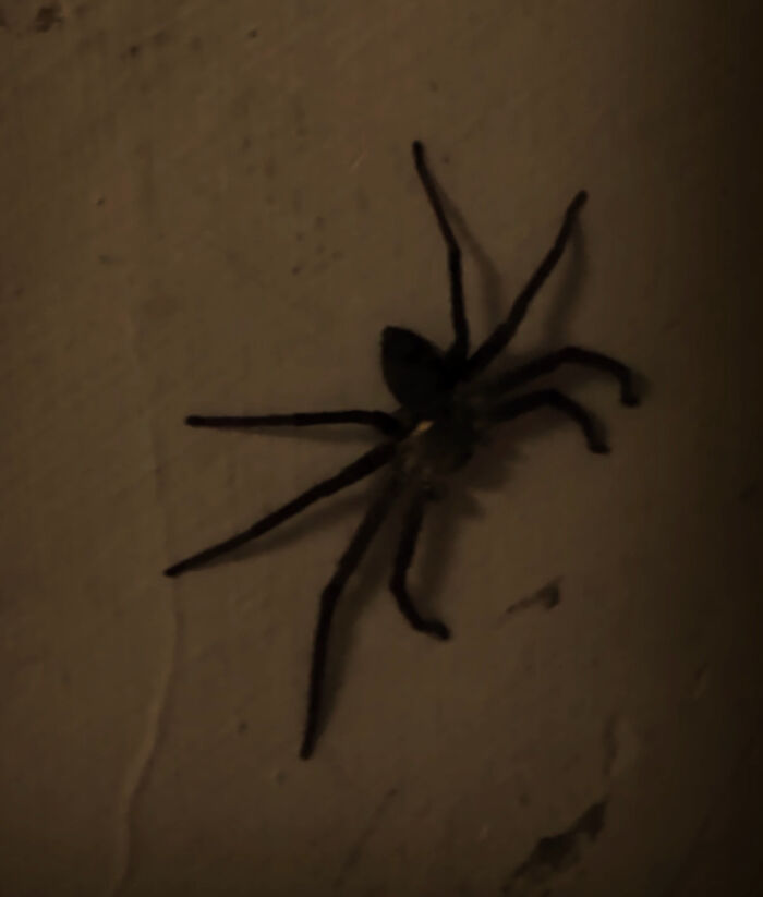 My Little Spider Story: Confirm Addresses Before Entering