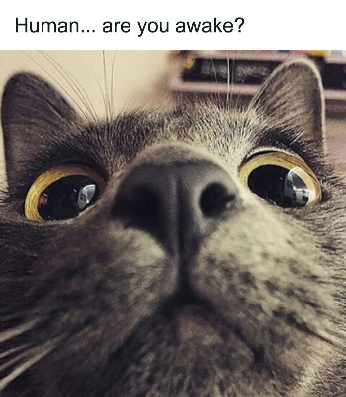 Close-up of a curious cat with wide eyes and text asking if the human is awake in a funny cat meme.