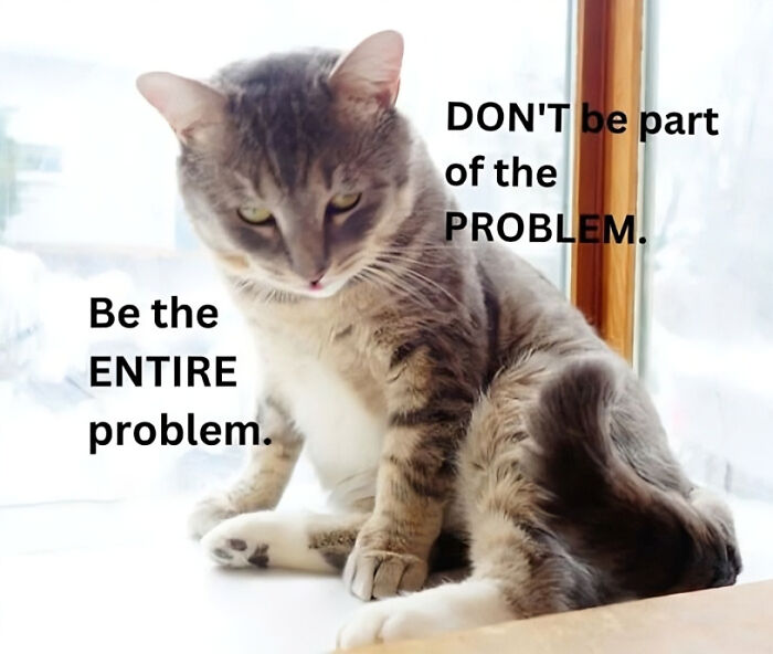 Grey tabby cat sitting by window with text about being the entire problem, humorous cat meme for cat lovers.