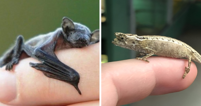 13 Insanely Small Creatures Competing For âSmallest Animal In The Worldâ Title