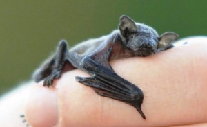 13 Insanely Small Creatures Competing For “Smallest Animal In The World” Title