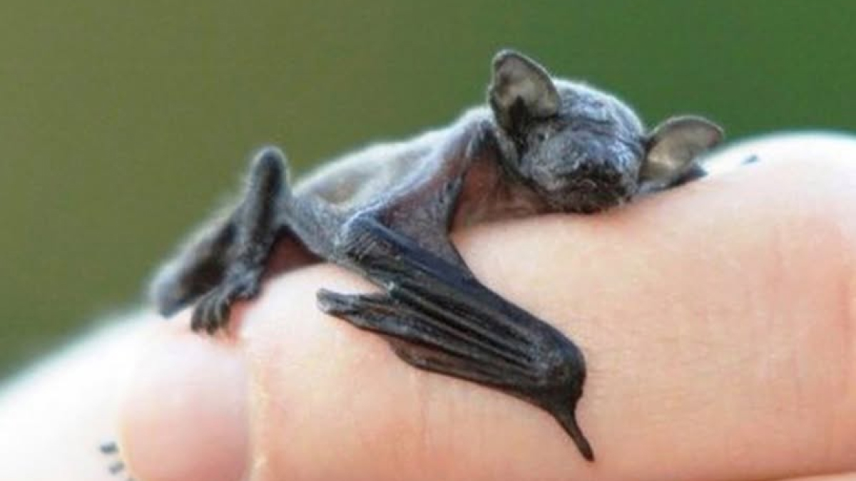 Tiny bat resting on a fingertip, one of the insanely small creatures competing for smallest animal in the world title.