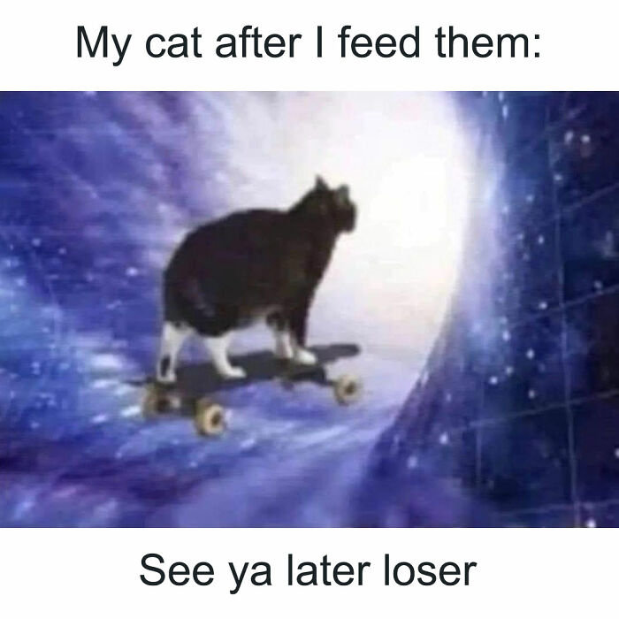 Cat meme showing a cat riding a skateboard through a cosmic tunnel with caption about feeding cats humorously.