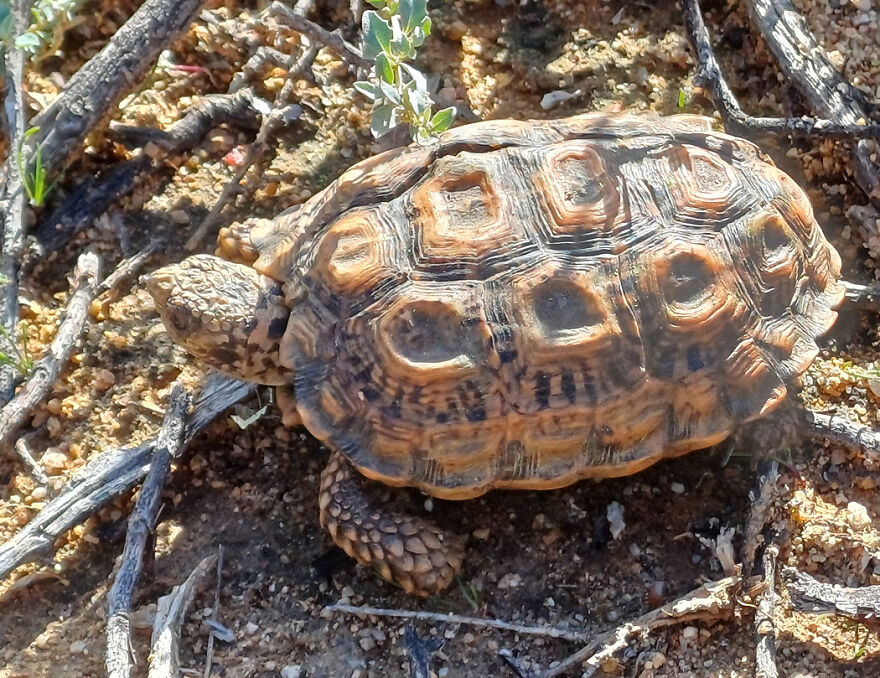 Close-up of a tiny tortoise on dry soil, one of the insanely small creatures competing for smallest animal in the world.