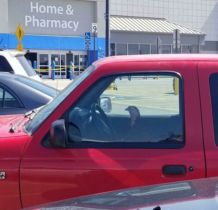 Turkey sitting in the driver’s seat of a red truck in a Walmart parking lot, showcasing wild People of Walmart moment.