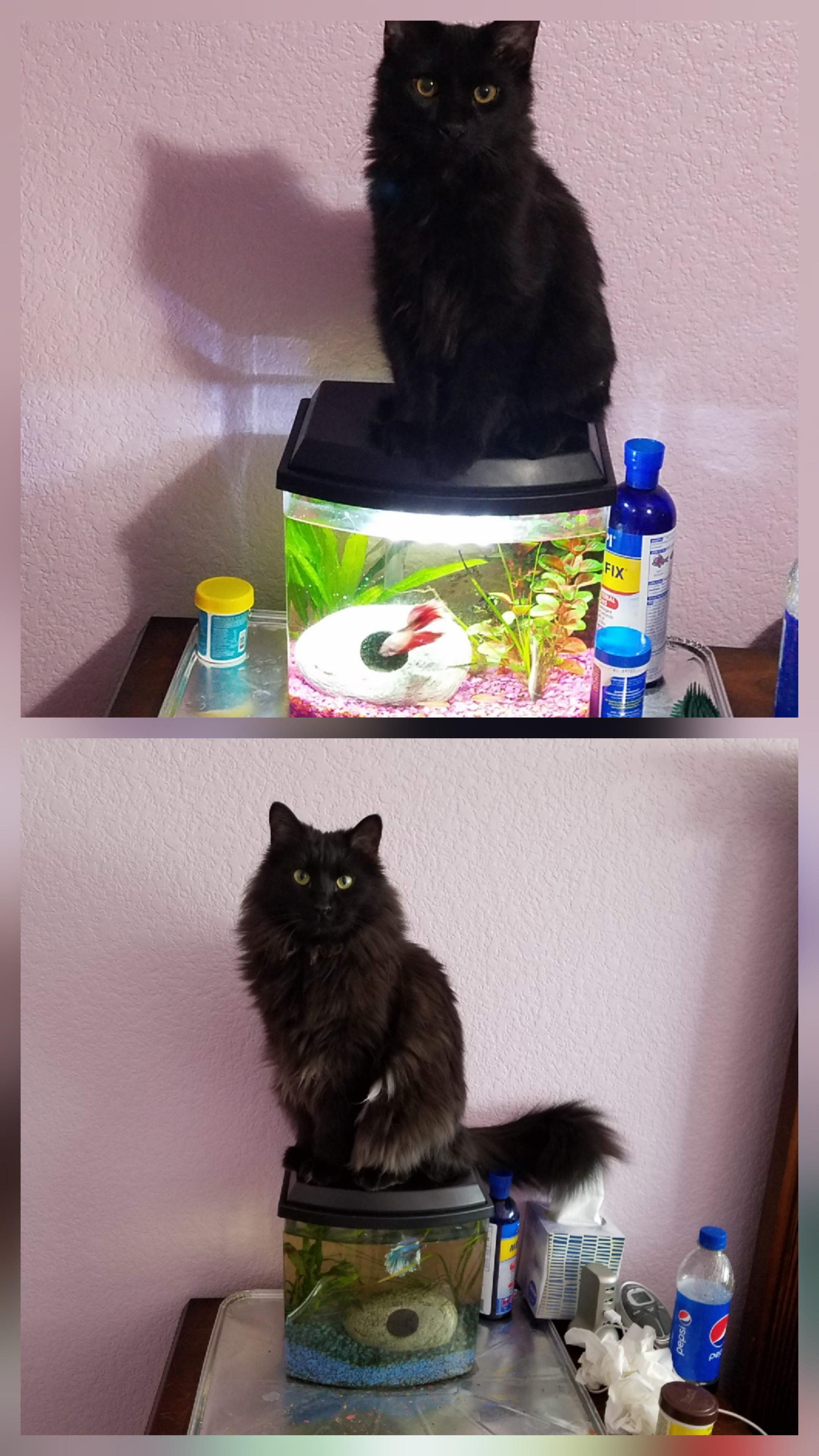 Black long-haired cat showcasing a furbaby glow up sitting on two different fish tanks with plants inside.