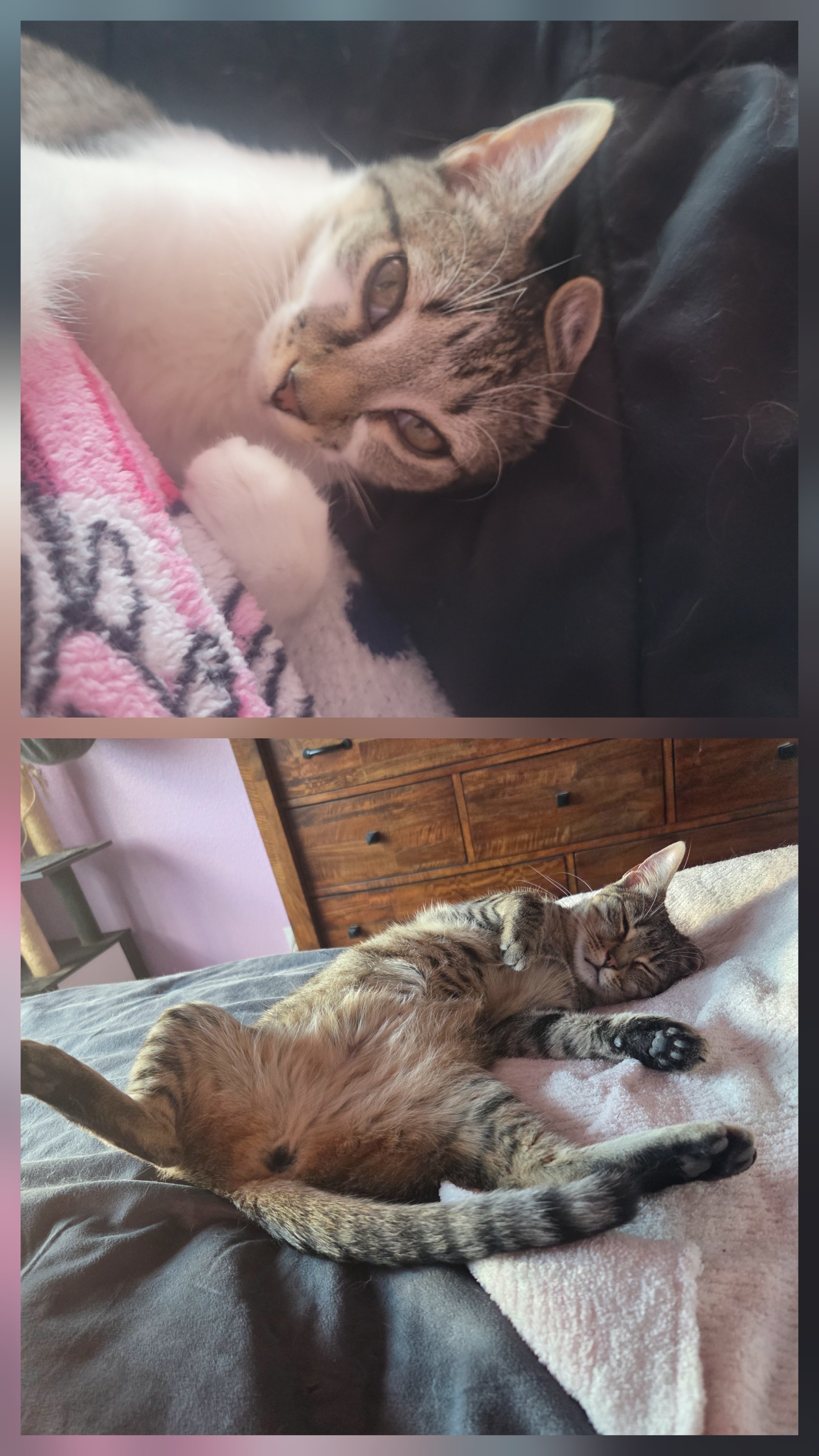 Cat relaxing comfortably on a bed and blanket, showcasing a cozy furbaby glow up moment indoors.