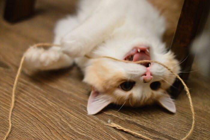 Cat playing aggressively with a piece of string on the floor, showing the most destructive thing cat ever done behavior.