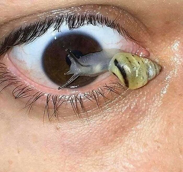 Close-up of an eye with a small snail crawling on the lower eyelid, a confusing image where things only get weirder the longer you look.