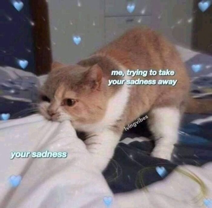 Cat meme with a cat biting a blanket, captioned as trying to take your sadness away, featuring cat memes and pspsp humor.