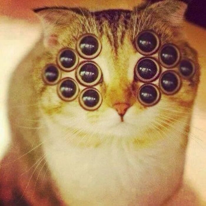 Cat with multiple edited extra eyes, creating a confusing image where things only get weirder the longer you look at them