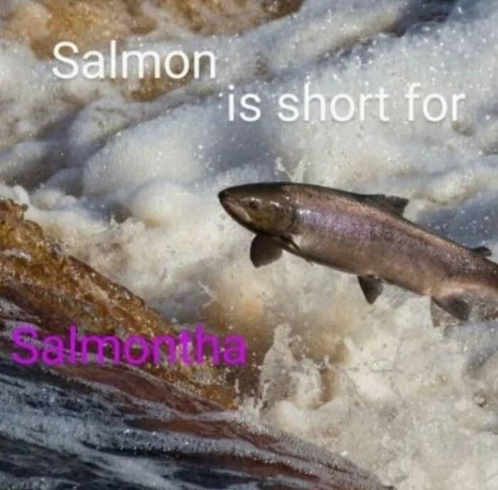 Confusing image of a salmon jumping upstream with humorous text showing why things only get weirder the longer you look.