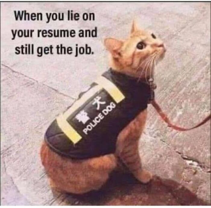 Orange cat wearing a police dog vest with meme text about lying on your resume, a humorous cat meme therapy moment.