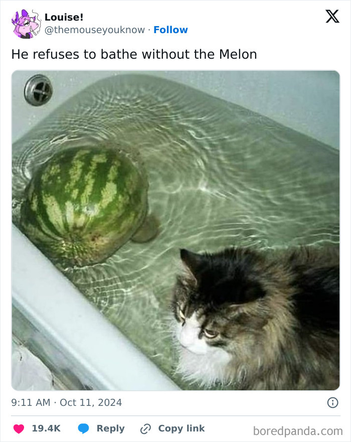 Fluffy cat sitting in a bathtub next to a floating watermelon, showing how goofy cats can be unaware of their surroundings. Fluffy cat sitting in a bathtub next to a floating watermelon, showing how goofy cats can be unaware of their surroundings.