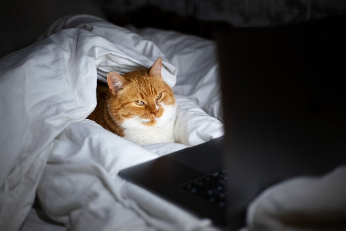 Ginger cat wrapped in white blanket staring at laptop screen, illustrating the most destructive thing cat ever done concept.