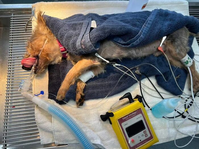 Neglected Yorkie sedated on vet table wrapped in towels, breathing tube and IV lines connected for grooming makeover Neglected Yorkie sedated on vet table wrapped in towels, breathing tube and IV lines connected for grooming makeover