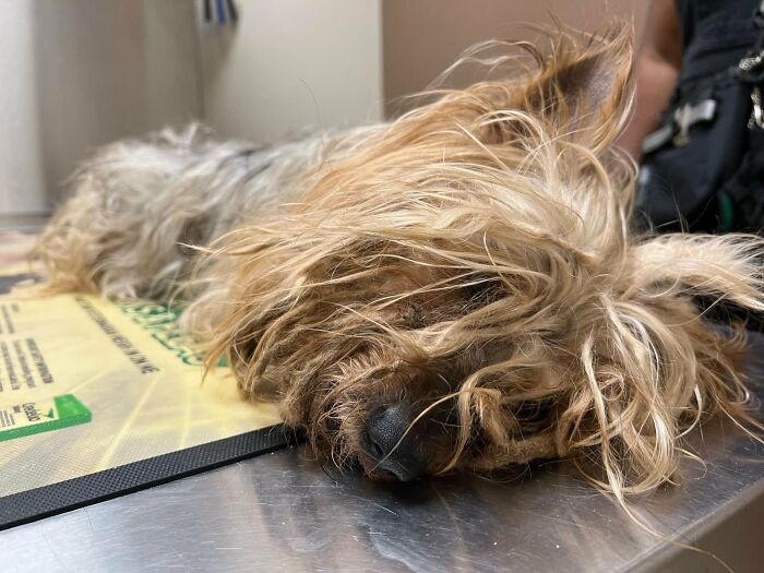 Neglected Yorkie makeover &mdash; matted small dog lying on metal exam table, tangled fur covering face before grooming