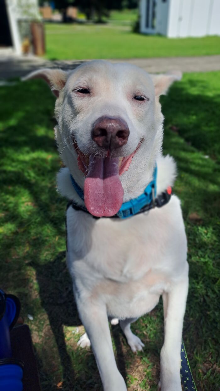 Utoy. He Crossed The Rainbow Bridge Last Month. I Miss Him Very Much