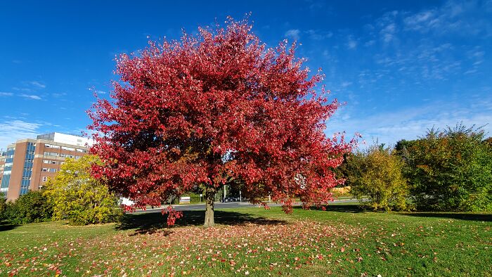 Red Maple, This Tree Is In Front Of My Work, Beautiful, Ottawa Ontario