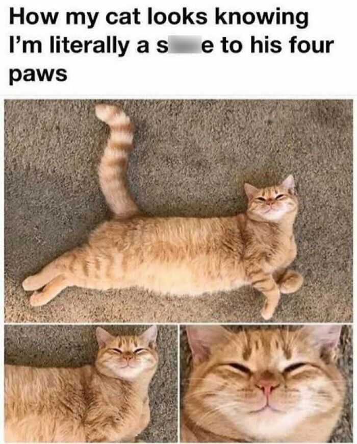 Orange cat lying on carpet with a smug expression, perfect for cat meme therapy to brighten your day.