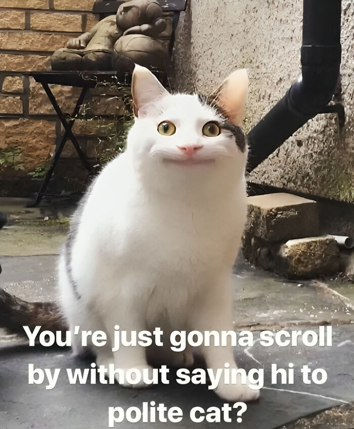 White and gray cat with edited smiling face and text about saying hi to polite cat in a funny cat meme.