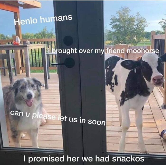 Dog and calf standing outside a glass door with funny text about being adorable memes dog owners find relatable.