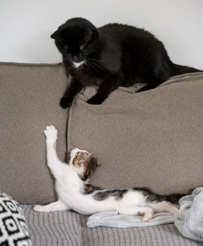 40 Tales Of Cats Being Absolute Hooligans, As Shared By Netizens