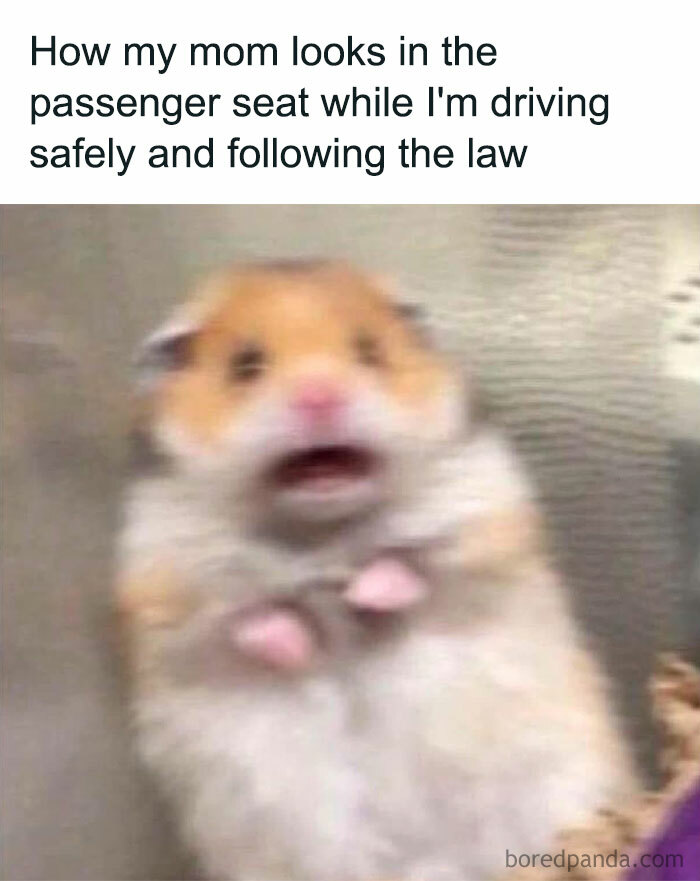 Blurry hamster showing a shocked expression, illustrating relatable memes about stress and work distractions.