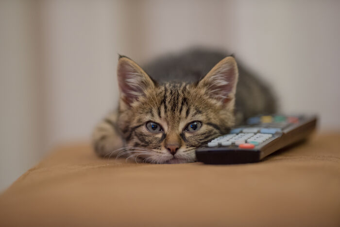 Tabby cat lying next to a remote control, showing one of the most destructive things a cat ever done in a relaxed setting.