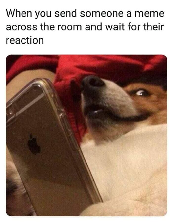 Dog owner sharing a funny meme on phone while waiting for a reaction, capturing relatable moments in pet humor.