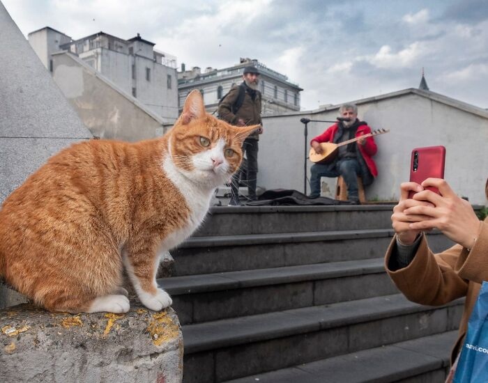 Orange and white cat on Istanbul’s streets with musicians playing and a person taking a photo on the steps behind it