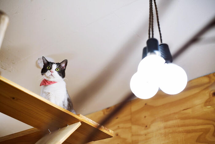 40 Tales Of Cats Being Absolute Hooligans, As Shared By Netizens