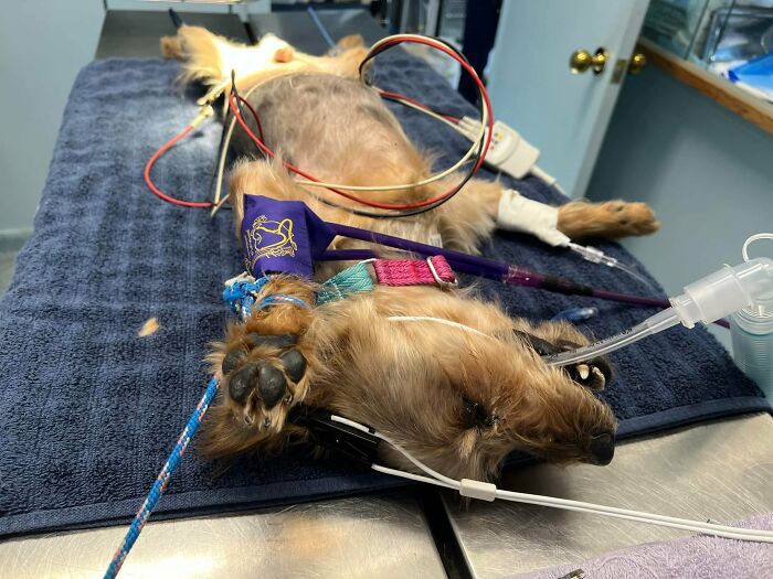 Neglected Yorkie on surgical table under anesthesia with shaved mats removed, IV and monitoring leads visible