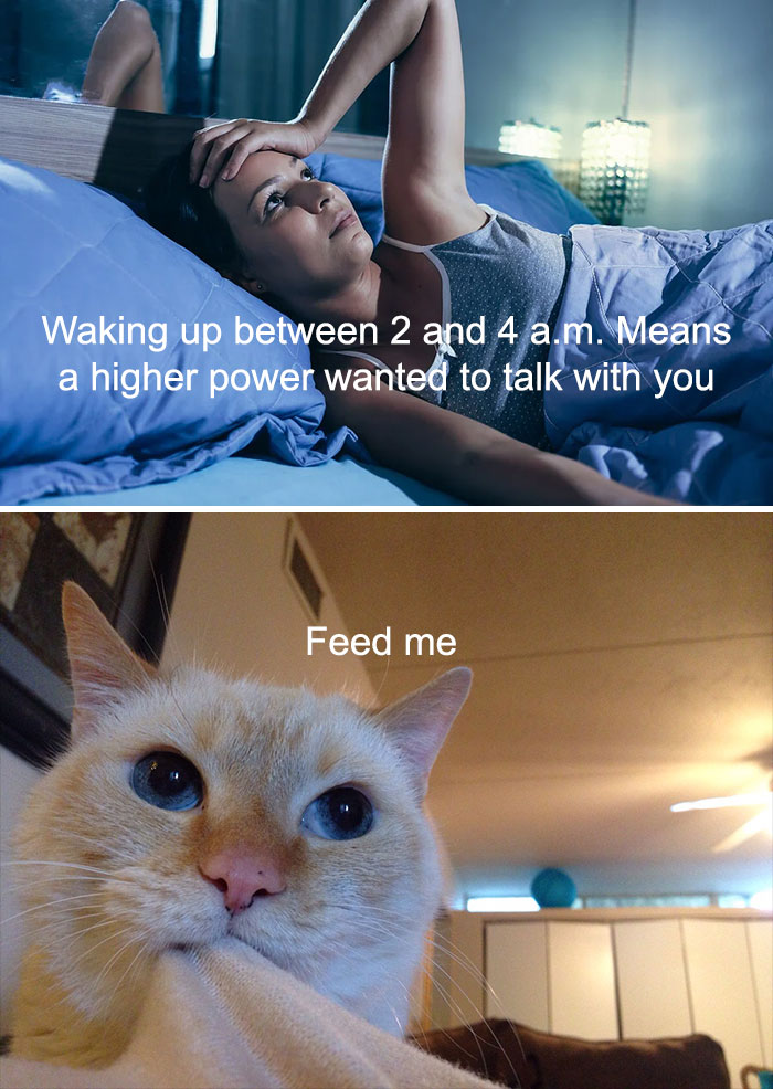 Woman lying awake at night above a close-up of a cat with text about feeding and waking up, cat memes for cat lovers.