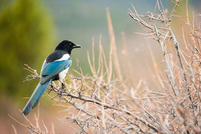 Bird perched on bare branches in natural setting, illustrating woman knocked unconscious by bird and insurance denial details. Bird perched on bare branches in natural setting, illustrating woman knocked unconscious by bird and insurance denial details.