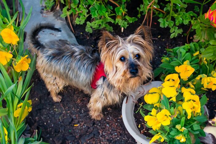 Neglected Yorkie in red harness standing among yellow flowers in a garden, clean face and trimmed coat