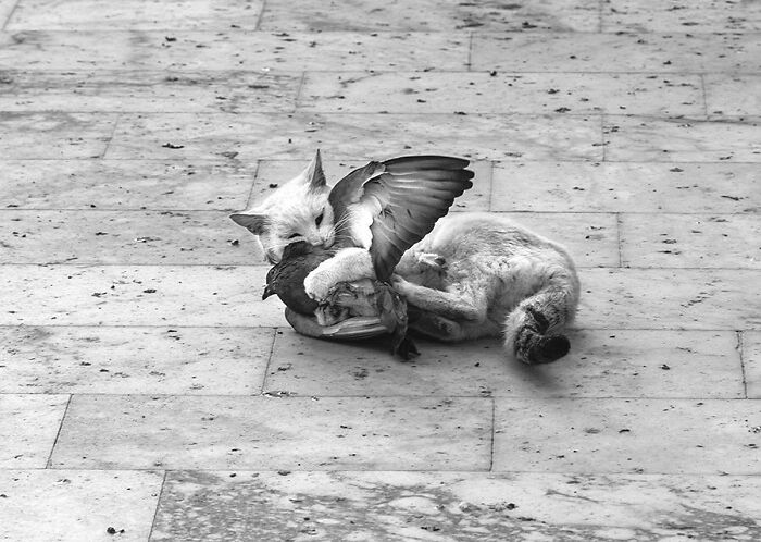 Cat on Istanbul’s street playing with a pigeon, showcasing life on Istanbul’s streets with plenty of cats around.