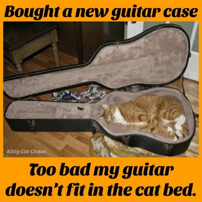 Orange and white cat sleeping inside a guitar case with humorous text, a playful cat meme therapy post to brighten your day.