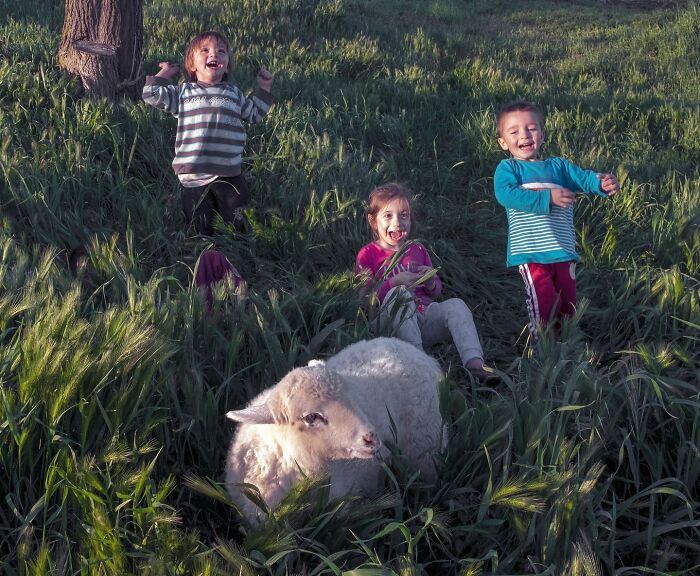 Three joyful children playing in tall grass with a lamb, capturing life on Istanbul’s streets with vibrant outdoor moments.