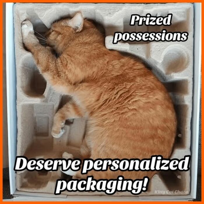 Orange cat curled up inside packaging material, illustrating cat meme therapy with cozy and humorous content.